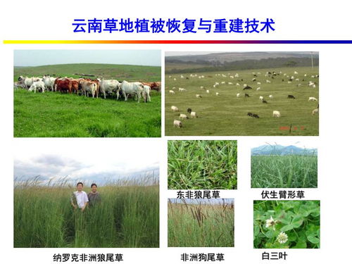 山地丘陵區(qū)飼草生產(chǎn)關(guān)鍵技術(shù)及種植模式