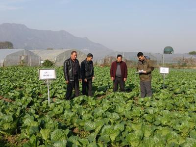 湖北省蔬菜兩減創(chuàng)新團(tuán)隊(duì)黃石綜合試驗(yàn)站在大冶鑫東開(kāi)展有機(jī)蔬菜示范種植技術(shù)